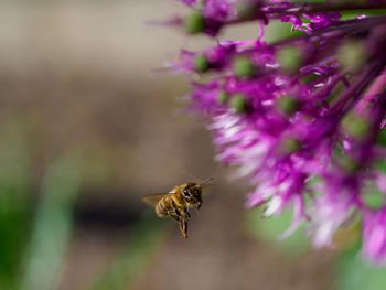 Close-up of bee pollinating on purple flower