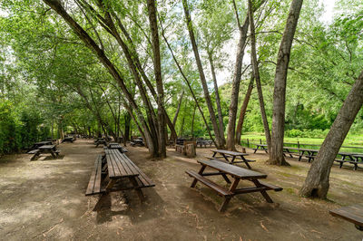 Empty bench by trees in forest