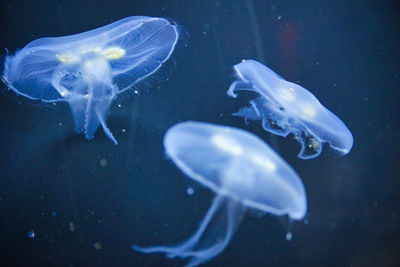 Close-up of jellyfishes in sea