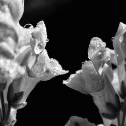Close-up of water drops on white rose flower