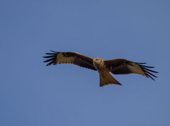 Low angle view of eagle flying against clear blue sky