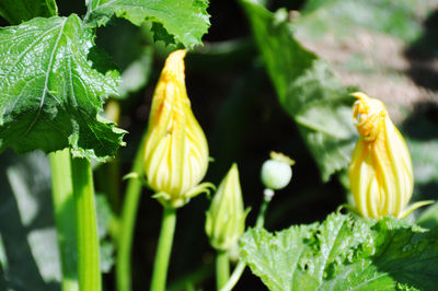 Close-up of yellow flowering plant