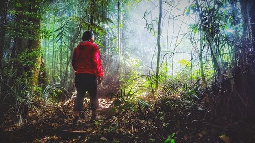 Rear view of man walking in forest