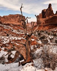 Bare trees on rock formations against sky