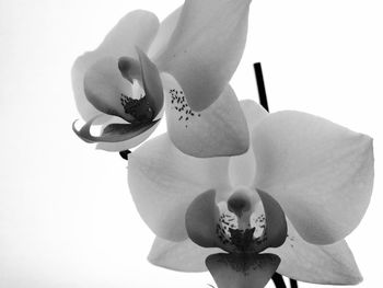 Close-up of flower against white background