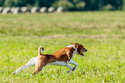 Basenji dog lure coursing competition on green field in summer