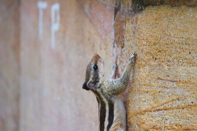 Close-up of squirrel on wall