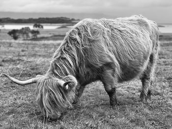 Highland cow