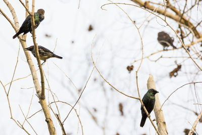 Low angle view of birds perching on branch