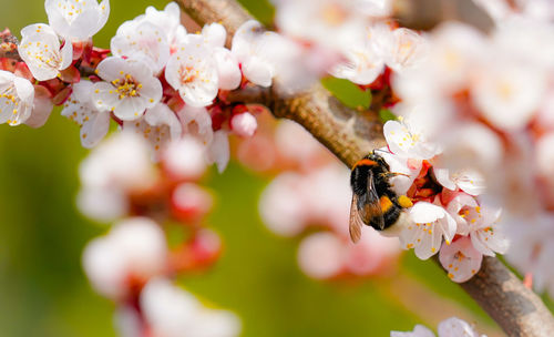 Close-up of bee pollinating on flower
