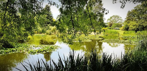 Scenic view of lake in forest