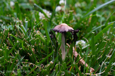 Close-up of mushroom growing on field