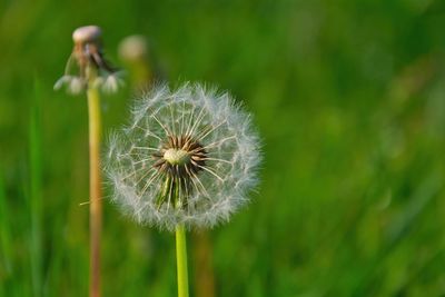 Close-up of dandelion flower