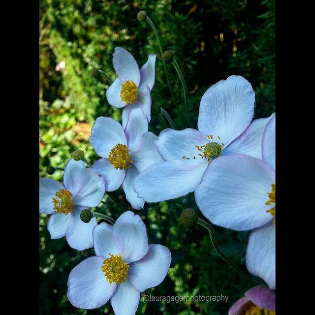 flower, petal, freshness, fragility, flower head, growth, beauty in nature, white color, transfer print, focus on foreground, blooming, close-up, nature, auto post production filter, in bloom, plant, pollen, blossom, park - man made space, stamen