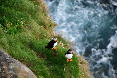 High angle view of puffins on grassy cliff