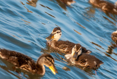 Close-up of duck swimming in lake