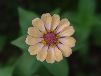 Close-up of flowering plant