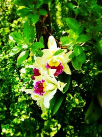 Close-up of pink flower blooming in garden