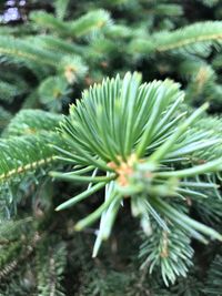 Close-up of pine tree