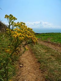 Scenic view of flowering plants on land against sky