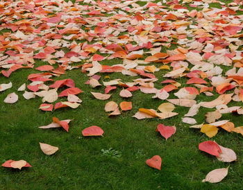 High angle view of autumn leaves on field