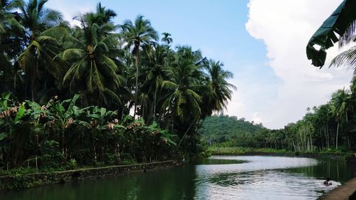 Scenic view of river amidst trees against sky
