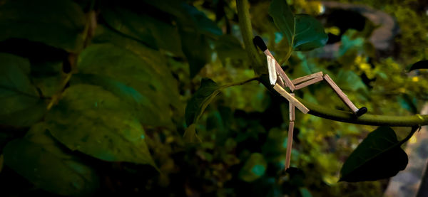 Close-up of dragonfly on plant