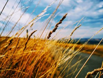 Close-up of stalks in field against sky