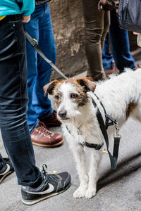 Low section of man with dog standing on floor