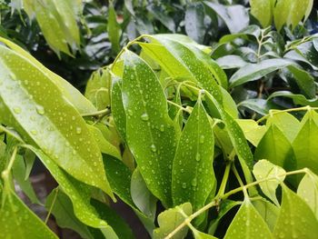 Close-up of wet plant leaves during rainy season