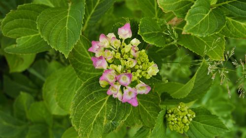 Close-up of pink flowering plant