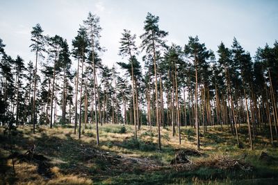 Low angle view of trees in forest against sky