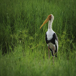 Bird perching on a grass