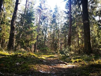 Trees growing in forest