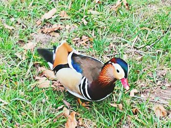 Bird on grassy field