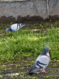 Bird on grassy field