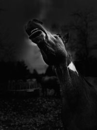 Close-up of dog on field