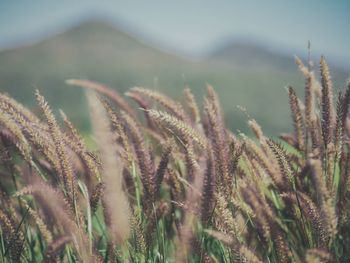 Close-up of plants growing on field