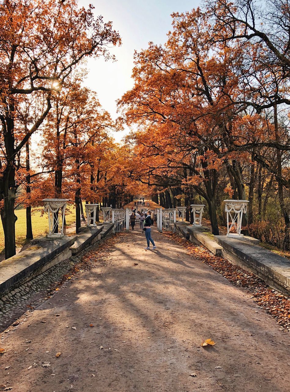 ROAD AMIDST TREES DURING AUTUMN