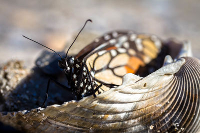 Close-up of butterfly in seashell