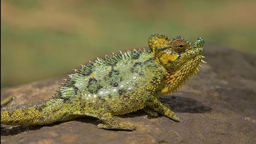 Close-up of lizard on rock