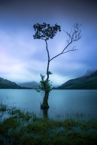 Tree by lake against sky