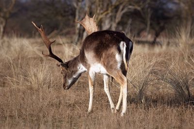 Deer on grass