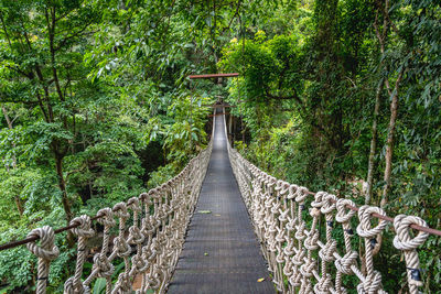 Footbridge amidst trees in forest