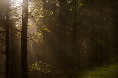 Sunlight streaming through trees in forest