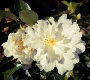 Close-up of white flowers