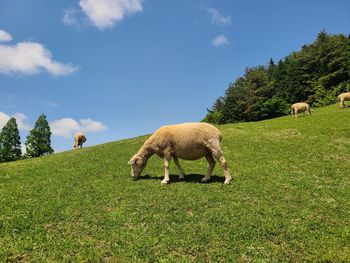 Sheep grazing in a field