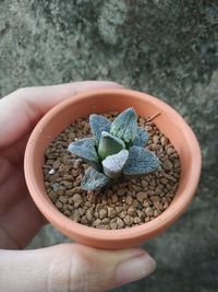 Close-up of hand holding potted plant