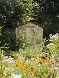 Close-up of cat by plants in yard