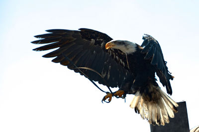 Low angle view of eagle against clear sky